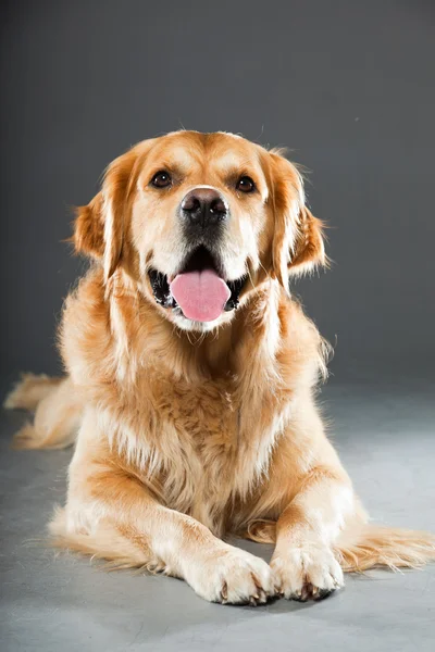 Golden retriever cão. — Fotografia de Stock