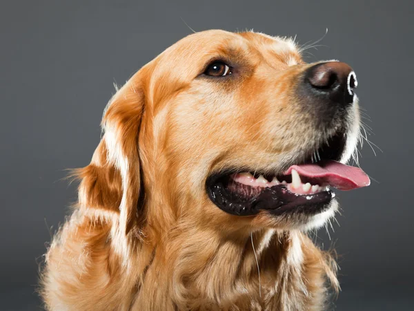 Golden retriever dog. — Stock Photo, Image