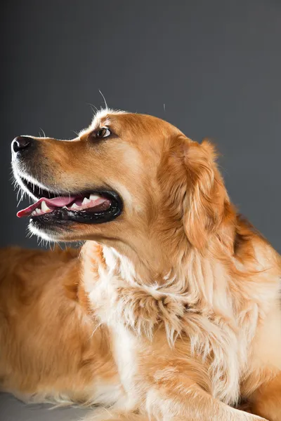 Golden retriever perro. — Foto de Stock