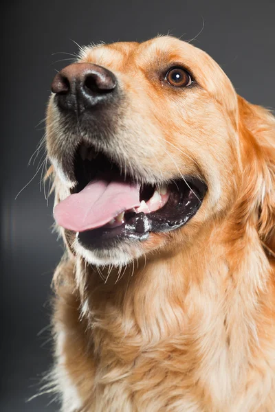 Gouden retriever hond. — Stockfoto