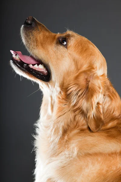 Golden retriever hund. — Stockfoto