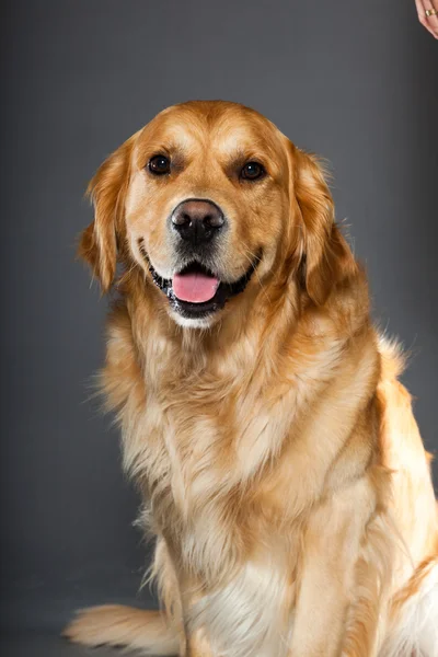 Golden retriever dog. — Stock Photo, Image