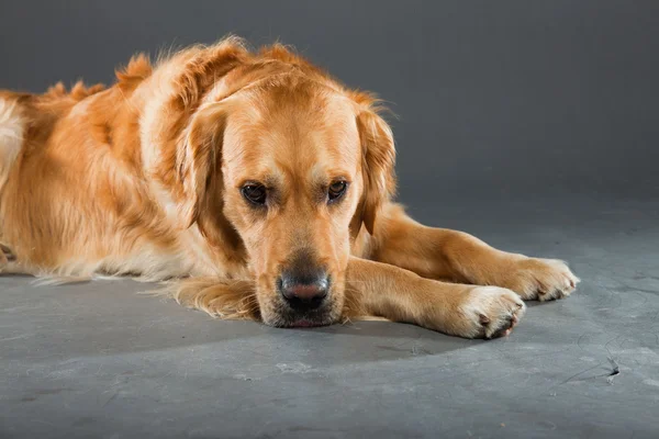 Golden retriever dog. Royalty Free Stock Images