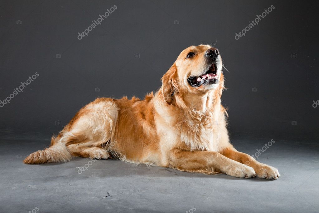 golden retriever dog. |图库照片08ysbrand cosijn#10423790