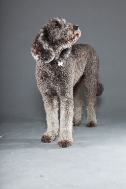 Labradoodle köpek.