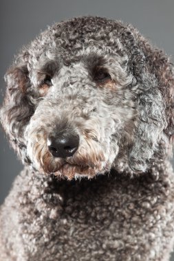 Labradoodle köpek.