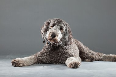 Labradoodle köpek.