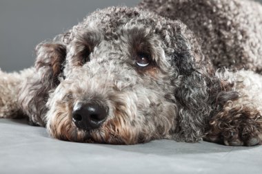 Labradoodle köpek.