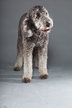 Labradoodle köpek.