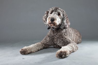 Labradoodle köpek.