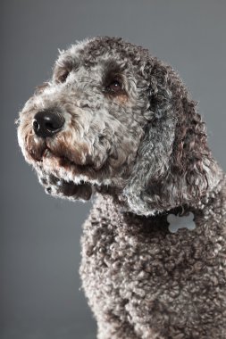 Labradoodle köpek.