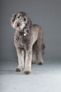 Labradoodle köpek.