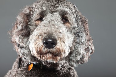 Labradoodle köpek.