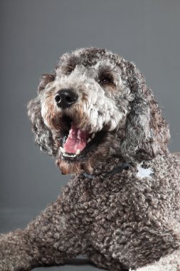 Labradoodle köpek.