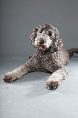 Labradoodle köpek.