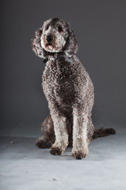 Labradoodle köpek.