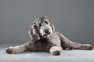 Labradoodle köpek.