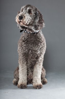 Labradoodle köpek.