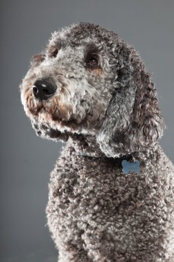 Labradoodle köpek.