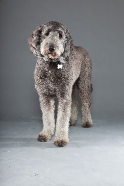 Labradoodle köpek.