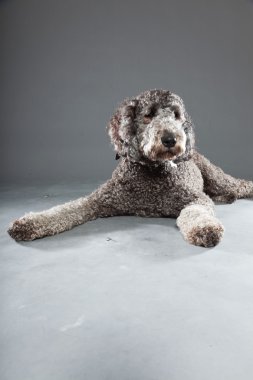 Labradoodle köpek.