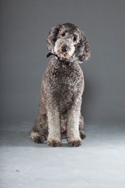 Labradoodle köpek.