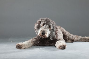 Labradoodle köpek.