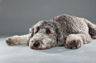 Labradoodle köpek.