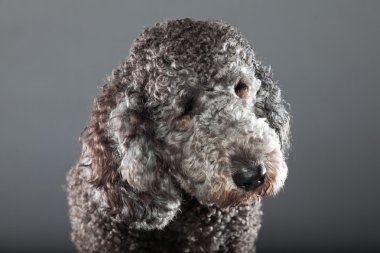 Labradoodle köpek.