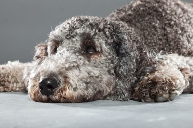 Labradoodle köpek.