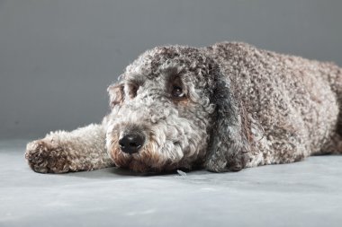 Labradoodle köpek.