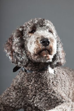 Labradoodle köpek.