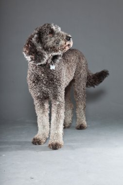 Labradoodle köpek.