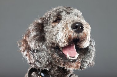 Labradoodle köpek.