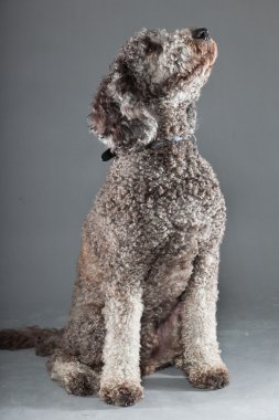 Labradoodle köpek.