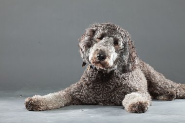 Labradoodle köpek.