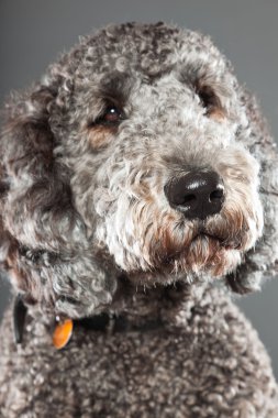 Labradoodle köpek.