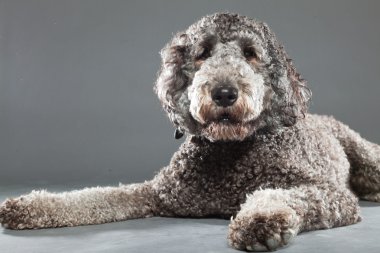 Labradoodle köpek.