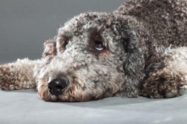 Labradoodle köpek.