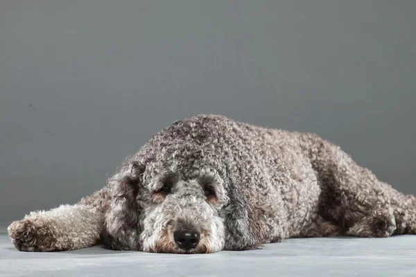 Labradoodle köpek.