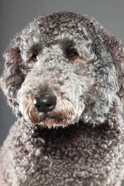 Cão labradoodle . — Fotografia de Stock