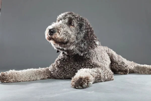 Stock image Labradoodle dog.