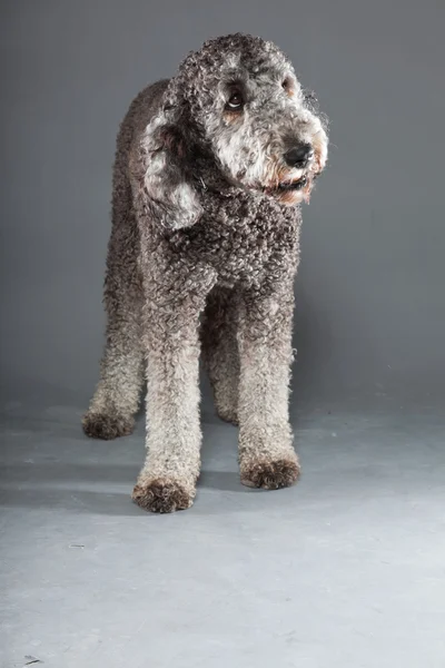 Labradoodle pes. — Stock fotografie