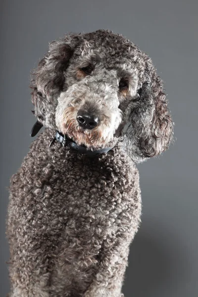 stock image Labradoodle dog.