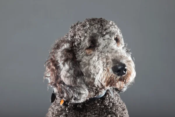 Stock image Labradoodle dog.