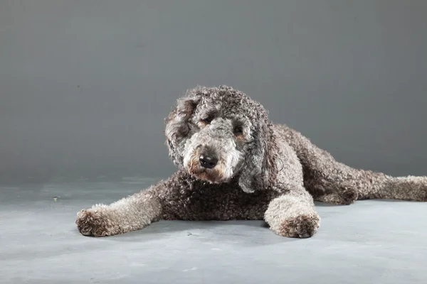 stock image Labradoodle dog.