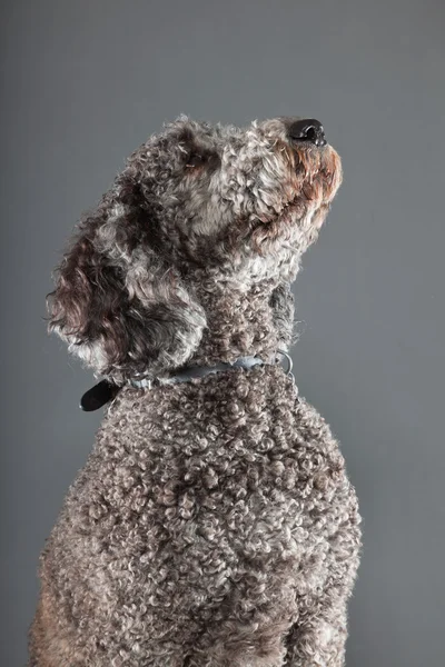 Labradoodle 강아지. — 스톡 사진