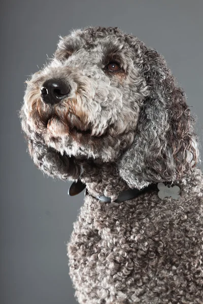 Labradoodle hund. — Stockfoto