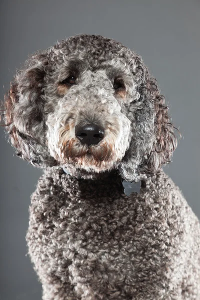 stock image Labradoodle dog.