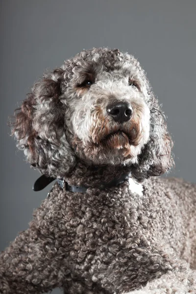 stock image Labradoodle dog.